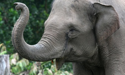 خرطوم فیل.سایت نوجوان ها